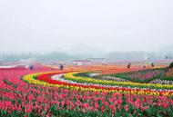 河南旅游策劃：鄢陵首屆郁金香全球美食狂歡節，3月18日盛大開幕！