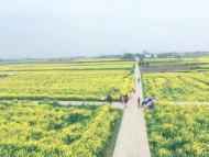 河南旅游策劃:荊門百里花如海，春風相約緣是你