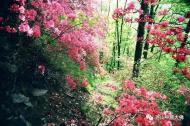 河南旅游市場運(yùn)營：錯(cuò)峰游堯山，踏著青春的旋律來相會(huì)（有福利）